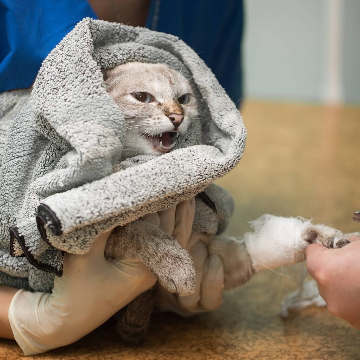 5 Rare Cat Breeds You\’ve Probably Never Heard Of